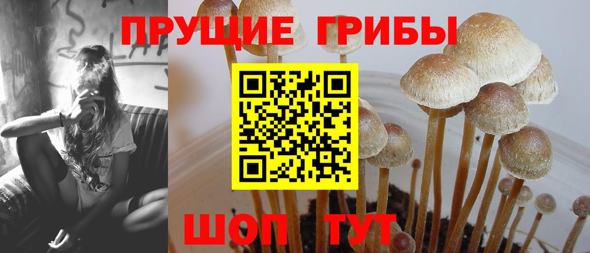 Галлюциногенные грибы Cubensis  Вход с VPN  дарнет шоп  Новокузнецк 