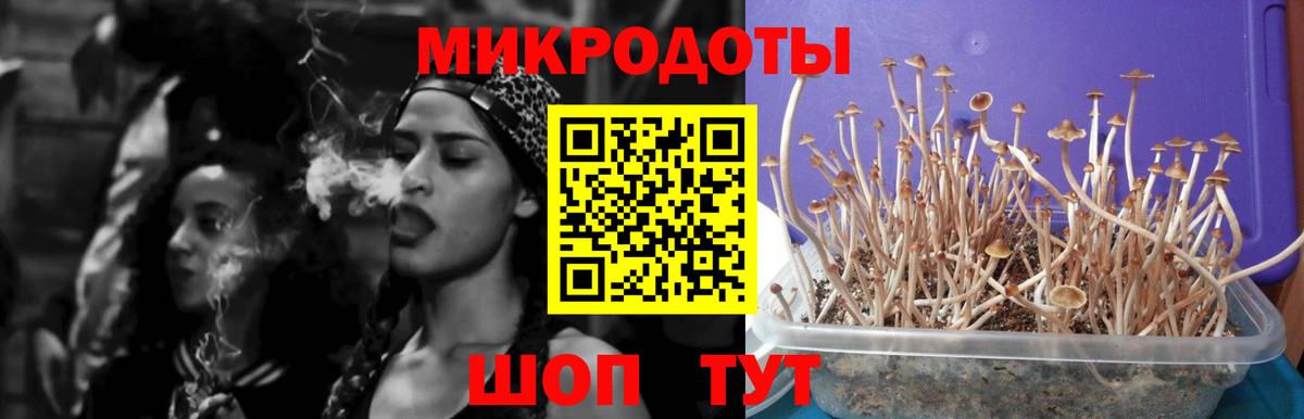 Псилоцибиновые грибы Cubensis Новокузнецк